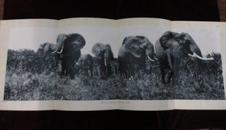Stalking Big Game With A Camera in Equatorial Africa (Signed, Limited Edition)