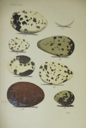 EGGS OF NORTH AMERICAN BIRDS