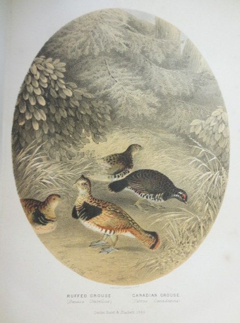 Item #3764 THE SPORTSMAN AND NATURALIST IN CANADA or, Notes on the Natural History of the Game, Game Birds, and Fish of That Country. Major W. Ross King.