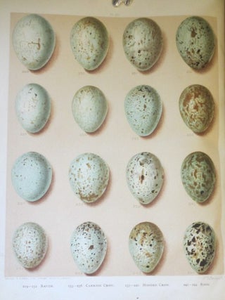 BIRDS OF GREAT BRITAIN AND IRELAND Order Passeres,